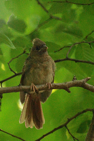 Baby Cardinal