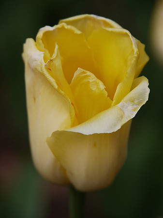 Tulip, Central Park Conservancy Garden