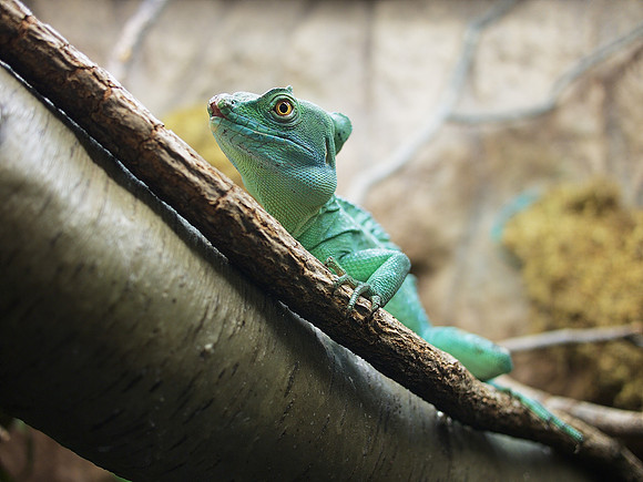 Lizard