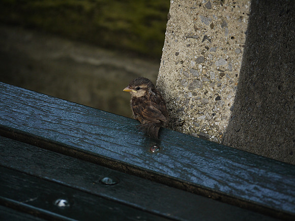 Baby sparrow, Central Park West