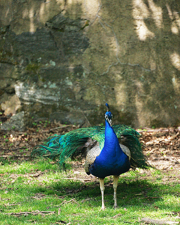 Wear Gaudy Colors