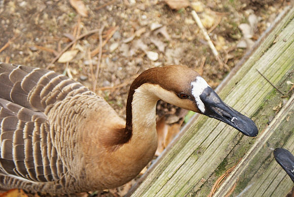Swan Goose Repels Invasion, Part Two
