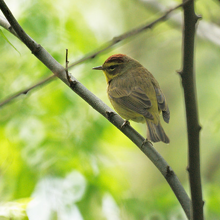 Palm Warbler, Central Park