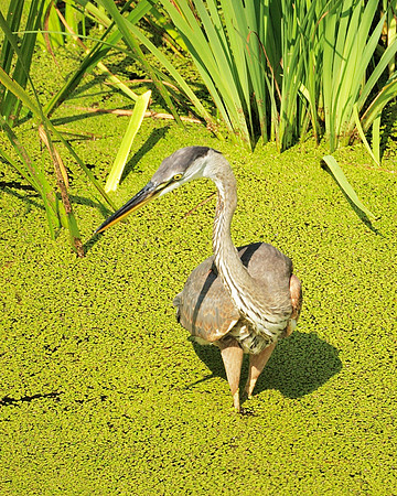 Great Blue Heron, Central Park