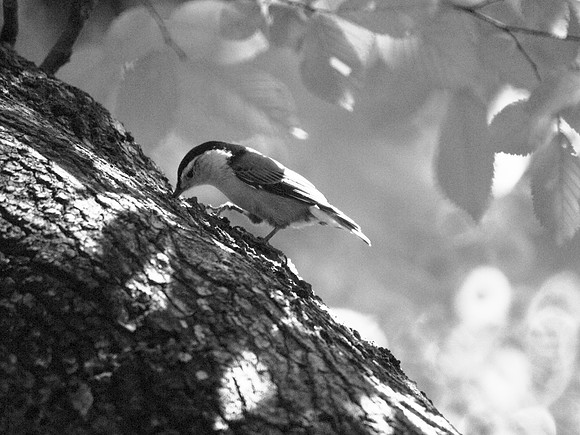 White-Breasted Nuthatch, Central Park