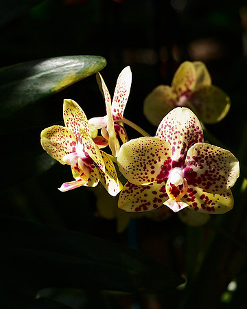 Phalaenopsis