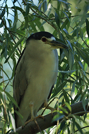 Black-Crowned Night Heron, Central Park