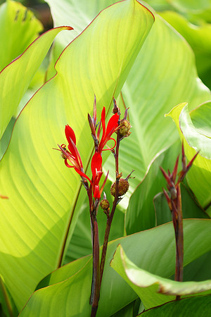 At the Brooklyn Botanic Garden