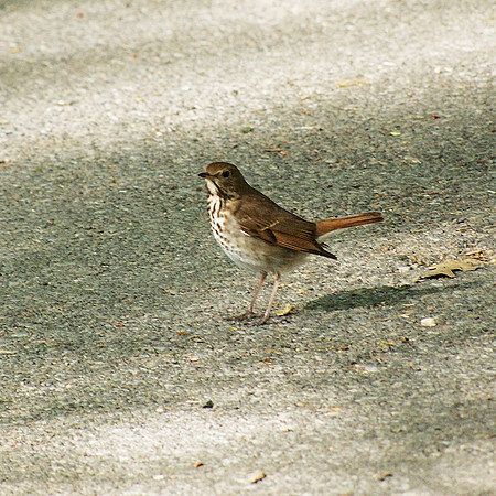 Hermit Thrush In My Path