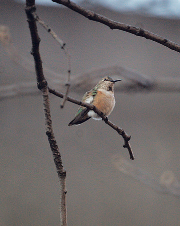 Rufous Hummingbird, Theodore Roosevelt Park