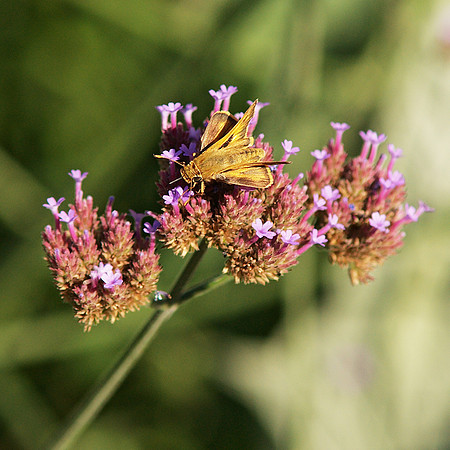 Skipper