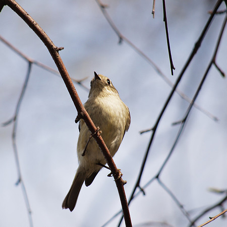 Tufted Titmouse, Central Park