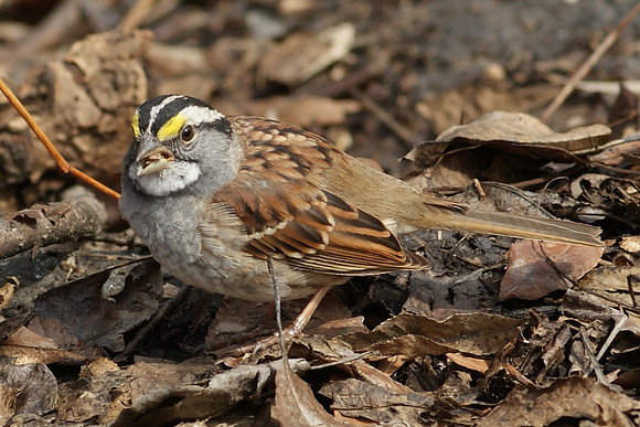 sparrow lunching (1)