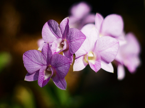 Dendrobium orchids