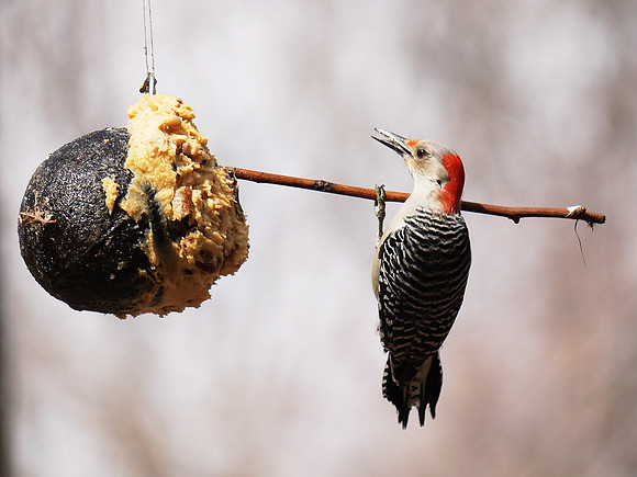 Red-bellied Woodpecker doing a chinup