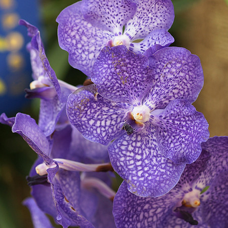 Vandas, Longwood Gardens