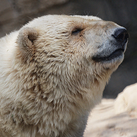 Polar Bear, Central Park Zoo