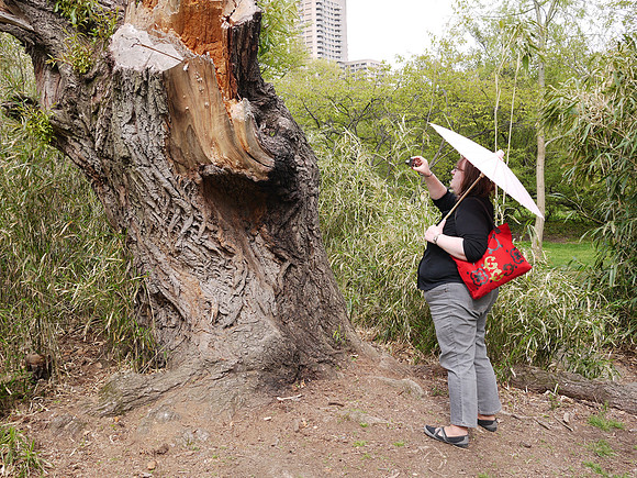Brooklyn Botanic Garden