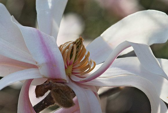 Chinese Magnolia blossom closeup