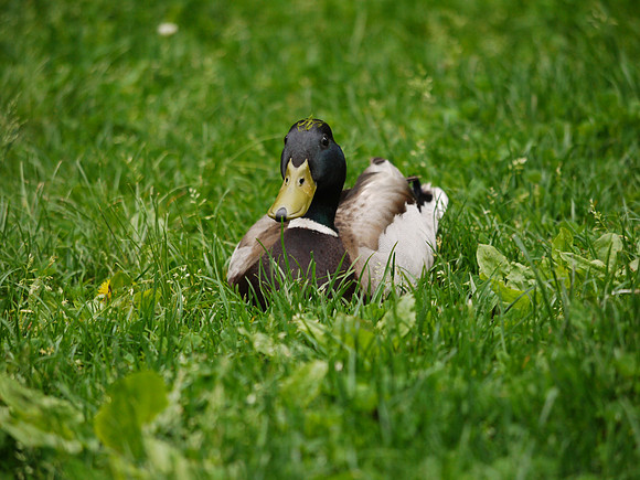 Mallard, crowned with a wreath
