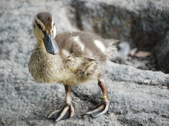 Duckling, at Turtle Pond