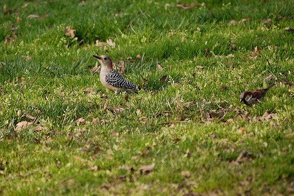 Red-Bellied Woodpecker and House Sparrow, Central Park