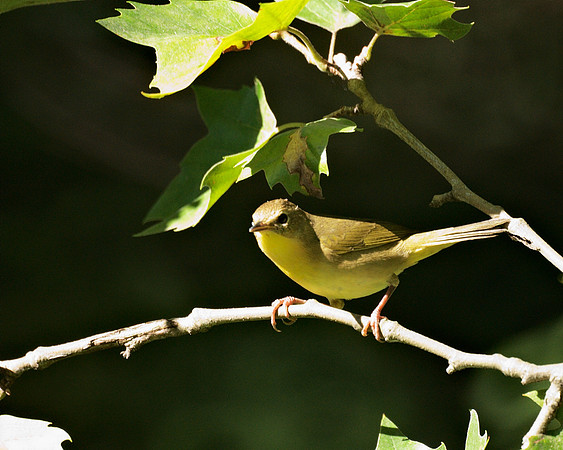 Common Yellowthroat (first-Fall female), Central Park
