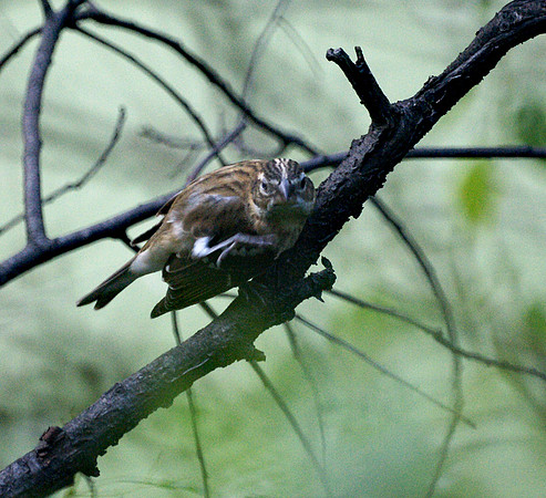 Rose-Breasted Grosbeak, Central Park