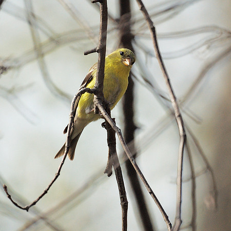 American Goldfinch, Central park