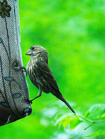 House Finch