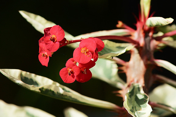 Crown-of-Thorns Euphorbia