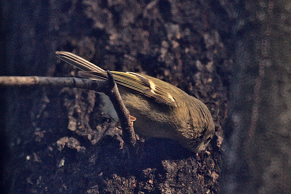 Ruby-Crowned Kinglet, Central Park
