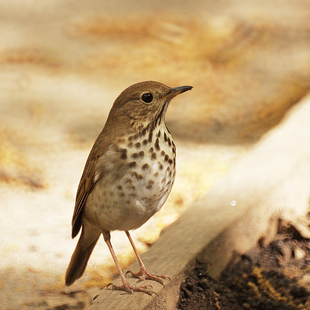 Hermit Thrush