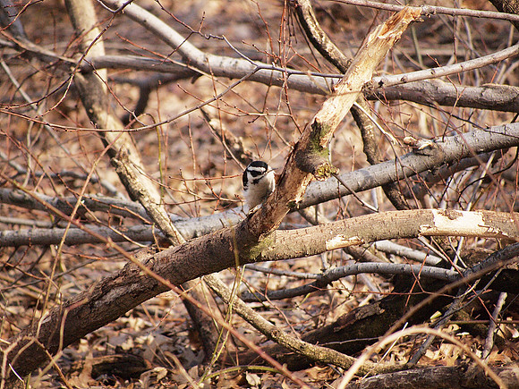 Downy Woodpecker in downed branches, Central Park