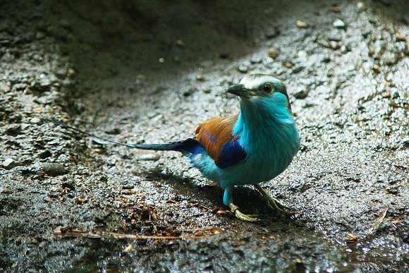 Bee-Eater