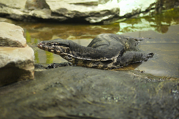 Water Monitor, American Museum of Natural History