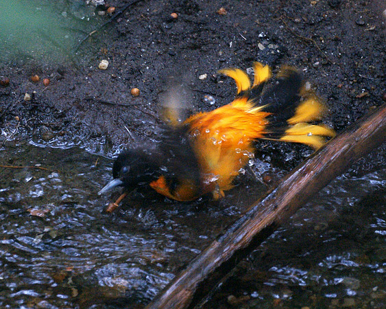 Baltimore Oriole, Central Park