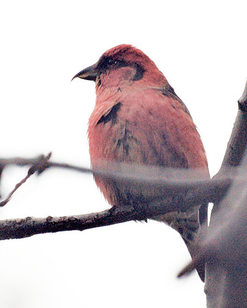 White-Winged Crossbill, Central Park