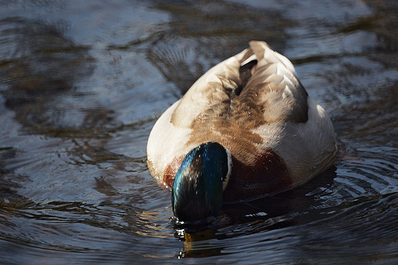 Dabbling duck