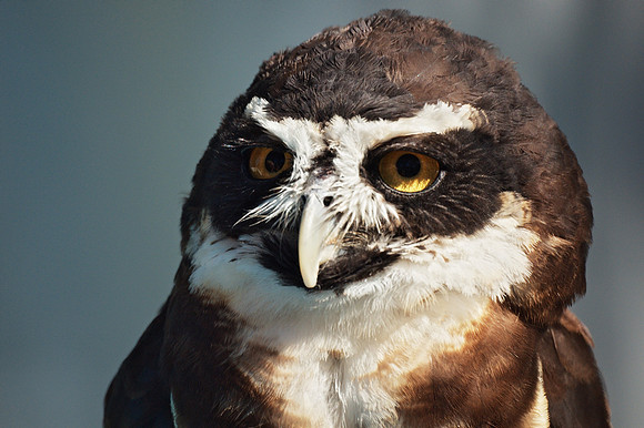 The Stare