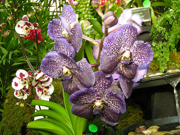Vanda-TrevorRathbone3