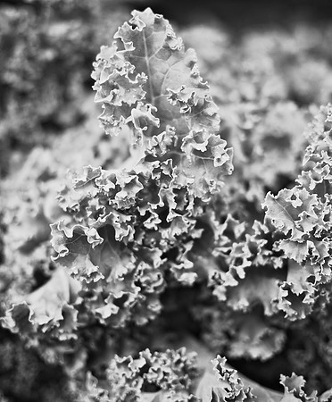 Kale, Union Square greenmarket