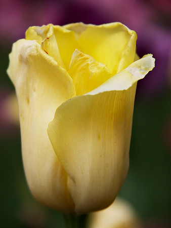 Tulip, Central Park Conservancy Garden
