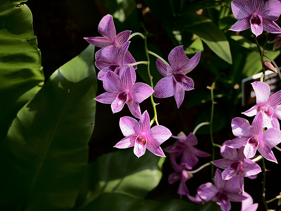 Phalaenopsis Orchids