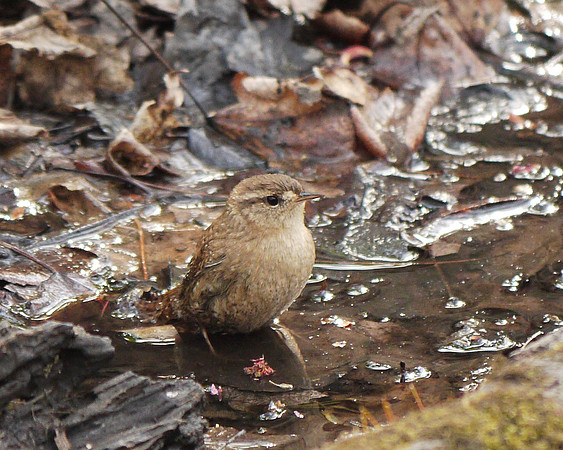 Winter Wren bathing, Central Park