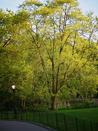 Central Park, Spring
