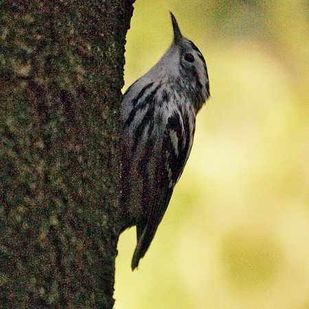 Black and White Warbler, Central Park