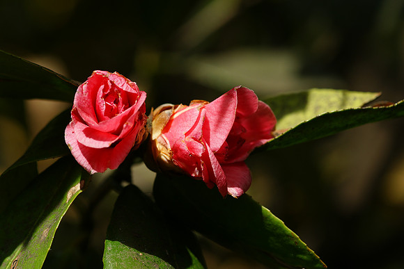 Roses unfolding