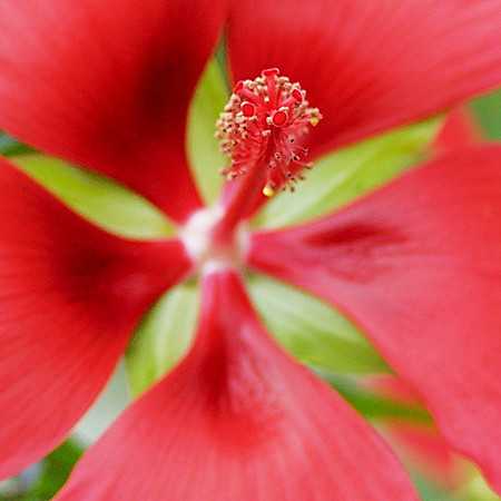negative flower