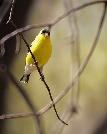 American Goldfinch, Central Park